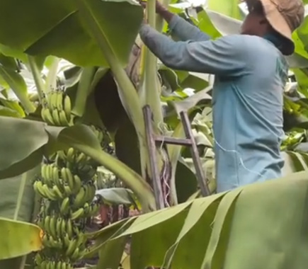 Anti - Falling Rope for Banana | Siam Brothers Vietnam