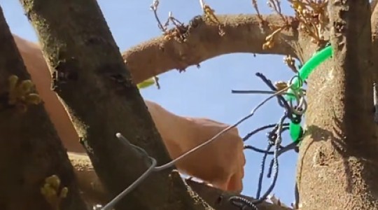 Applying anti-falling ropes to durian trees at Ea H'leo (Dak Lak) | Siam Brothers Vietnam