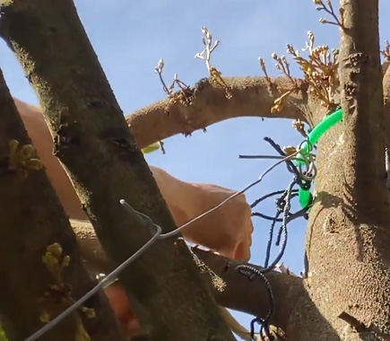 Applying anti-falling ropes to durian trees at Ea H'leo (Dak Lak) | Siam Brothers Vietnam