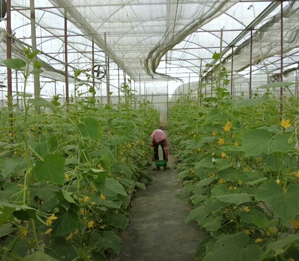 Developing agricultural lines in the Central Highlands and South Central Coast | SIAM Brothers Vietnam