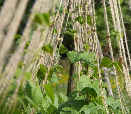 The Best Twine for Gardening